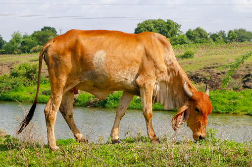 Desi Gir Cows of India. Cow is eating grass on a field. or Girolando dairy cows Gyr cattle of Brazil - cows grazing. cow herd walking on country road outdoor in the nature. river at Gir forest