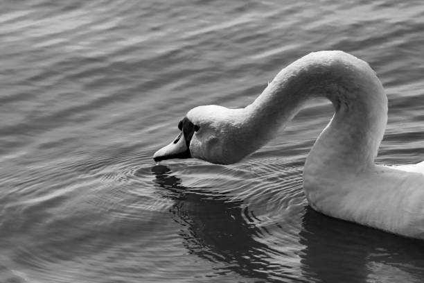 A beautiful white swan on a lake. This photograph was taken in Liverpool at Crosby Marina. The photograph is in black and white