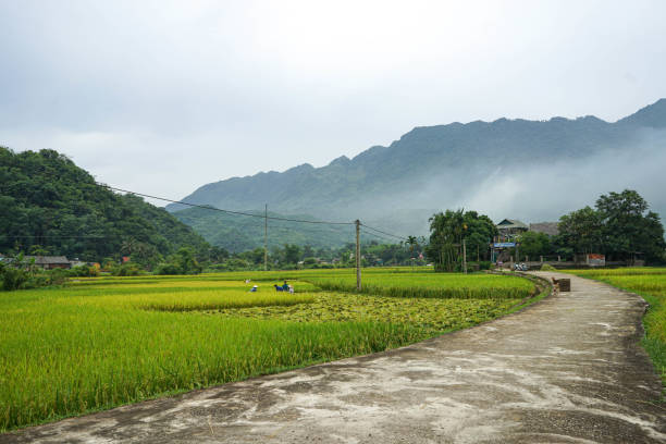 istock Village road among the rice fields 1422221899