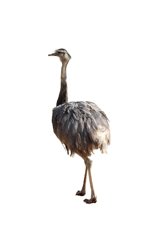 Australian native Emu walking through the bush