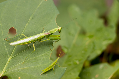 Praying mantis aiming for a grasshopper on the same leaf