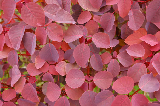 istock Euphorbia cotinifolia. 1422227285
