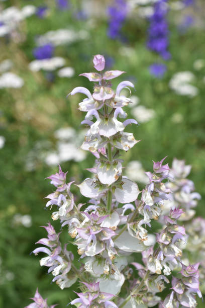 istock Herb Garden with Flowering Clary Sage Blooming 1422228949