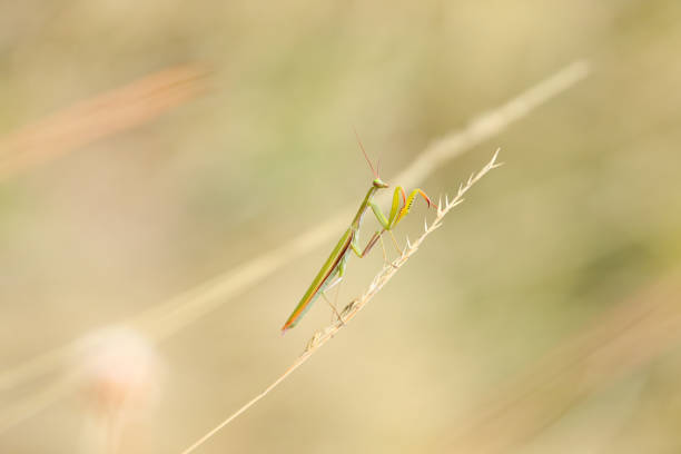 Insect Mantis religiosa on a blade of grass on a summer meadow