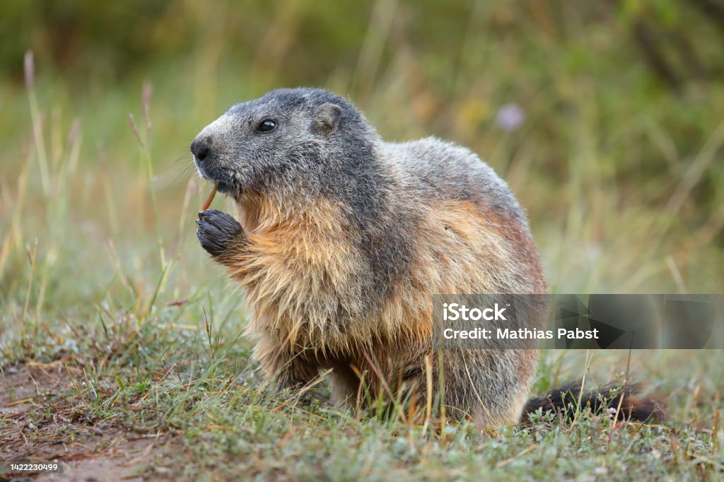 Marmot eating grass. Closeup alpine marmot in the French Alps in summer. Marmota marmota. Alpine Marmot Stock Photo