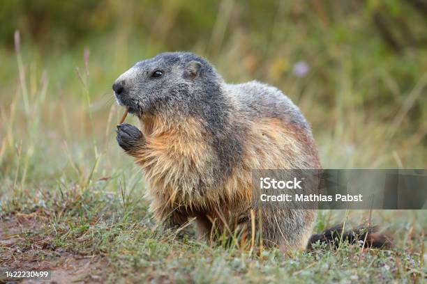 Marmot Eating Grass Closeup Alpine Marmot In The French Alps In Summer Marmota Marmota Stock Photo - Download Image Now