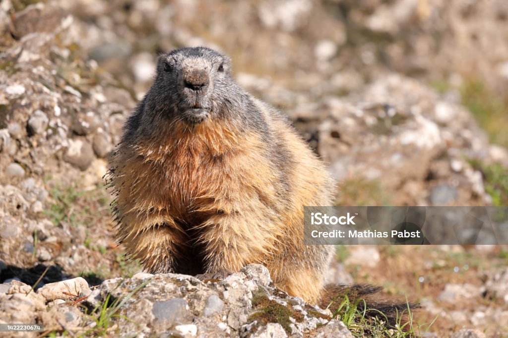 Portrait of the alpine marmot - Marmota marmota - with a stone background Alpine Marmot Stock Photo