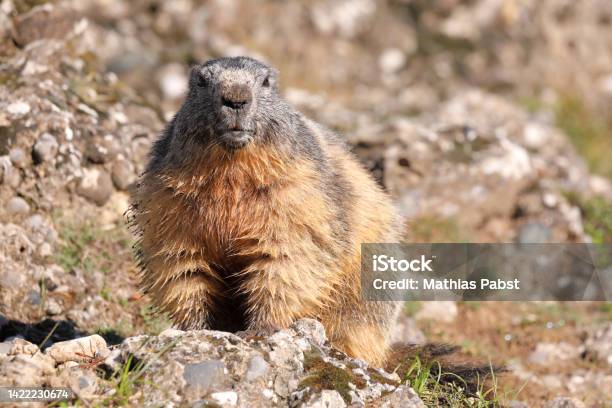 Portrait Of The Alpine Marmot Marmota Marmota With A Stone Background Stock Photo - Download Image Now