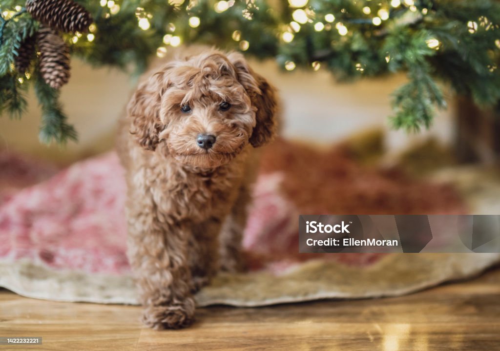 Christmas Puppy A cute little puppy is standing under a Christmas Tree Cavapoo Stock Photo