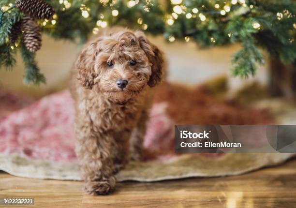 Christmas Puppy Stock Photo - Download Image Now - Cavapoo, Christmas, Puppy