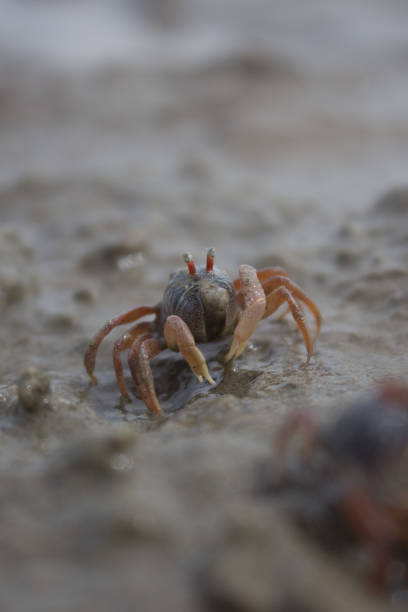 istock A cute tidal crab on the beach 1422233854