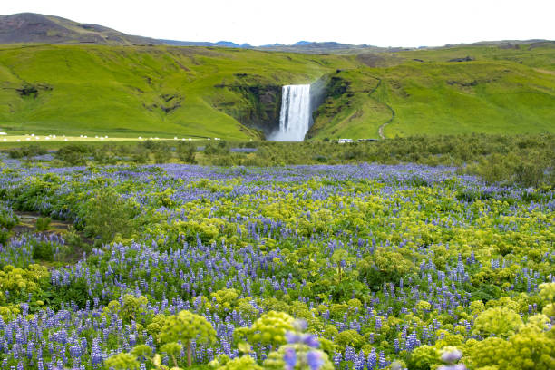 Distant Skógafoss Waterfall with purple Lupine Flowers in foreground in Summer stock photo
