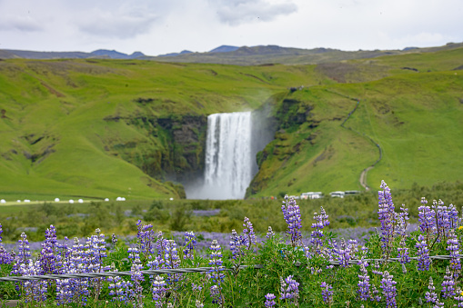 Distant Skógafoss Waterfall with purple Lupine Flowers at fence in Summer South Iceland