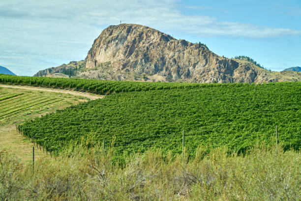 Vineyards in the Okanagan Desert near Oliver BC stock photo