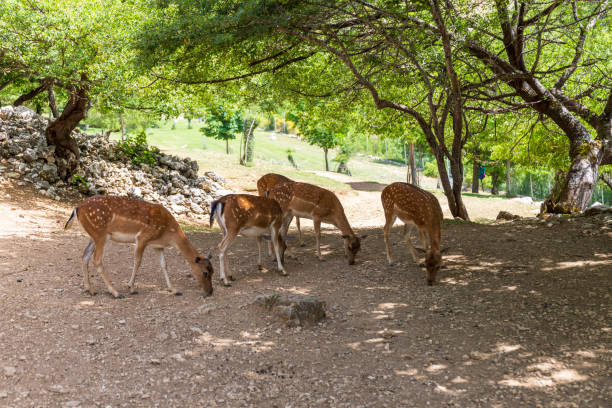 istock Herd of female fallow deer eats grain from the ground in a fallow deer breeding center in Italy. 1422237586