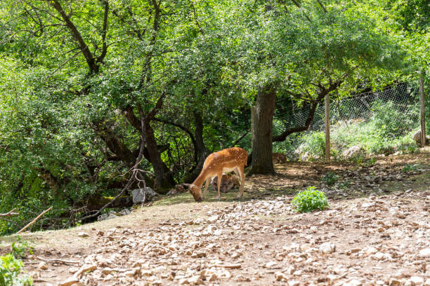 Female fallow deer grabs a pine cone with her teeth and the baby fallow deer behind. Full-length photo against the background of trees.