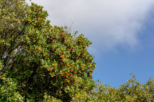 клубничное дерево (arbutus unedo) с ягодами крупным планом - плод ягоды стоковые фото и изображения