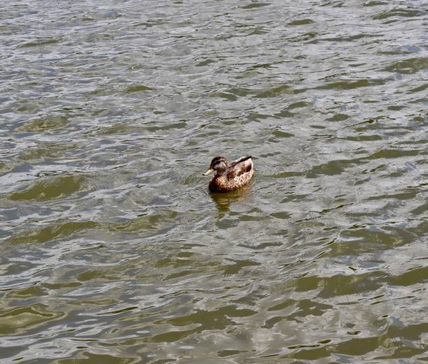 istock Single Duck in the Water 1422239833