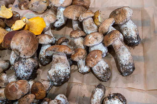 Porcino Mushroom   (a variety of such mushrooms)