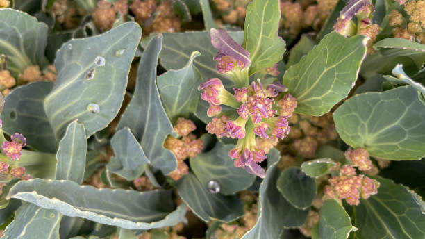 istock a small ripening cauliflower in the garden. 1422241328