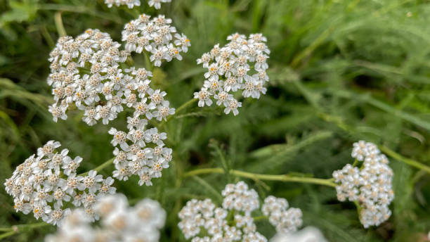 istock Butterfly perched in white flower in the garden. 1422242610