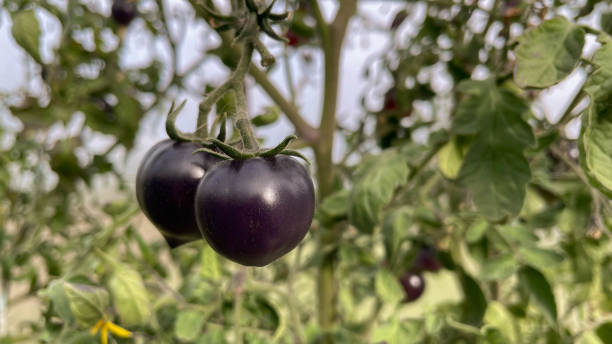 istock Black tomatoes grow on branch in vegetable garden. 1422242775