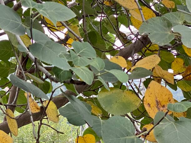 istock Green and yellow leaves 1422246636