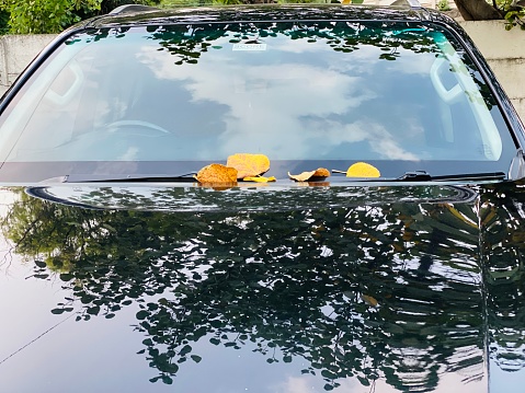 Dry yellow leaf fallen on front screen of vehicle. Reflection of sky and plant are also seen on bonnet of vehicle.