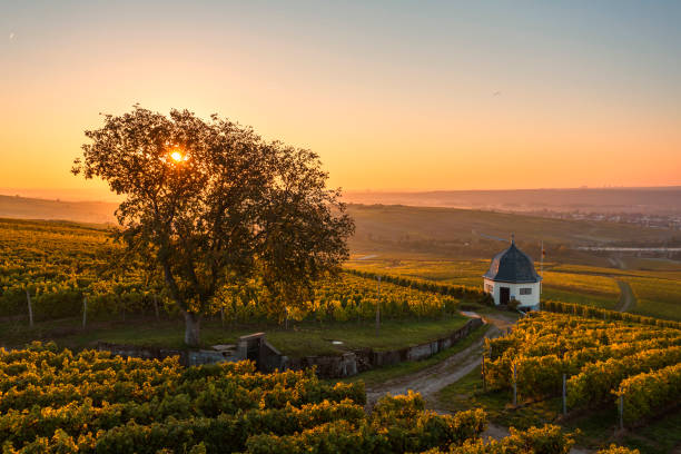 sunrise in autumn in the rheingau/germany - rheingau stockfoto's en -beelden