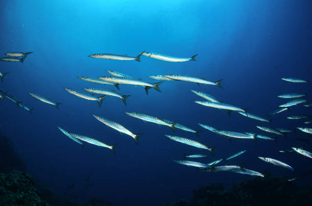 Barracuda Mediterranean fish stock photo