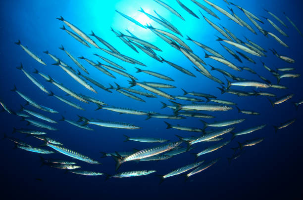 Barracuda Mediterranean fish stock photo