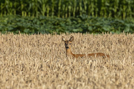 Beautiful doe standing in a cereal field.