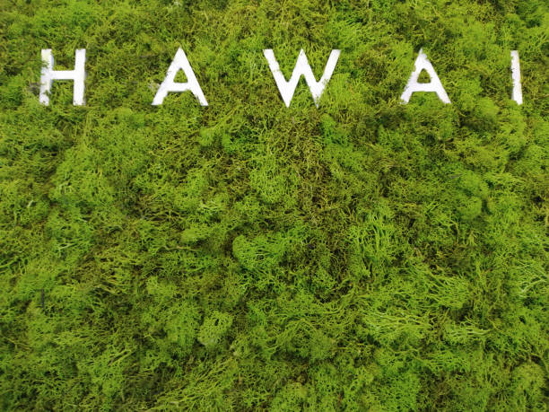 istock mossy wall with white inscription hawai 1422251994