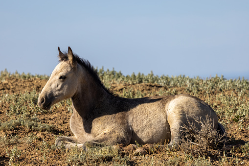 a cute wild horse foal in summer inthe Wyoming desert