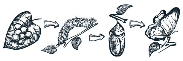 Butterflies life cycle. Vector hand drawn sketch illustration. Transformation process or metamorphosis concept Butterflies life cycle stages isolated on white background. Vector hand drawn sketch illustration of insects caterpillar, chrysalis and butterfly. Transformation process or metamorphosis concept egg to caterpillar stock illustrations