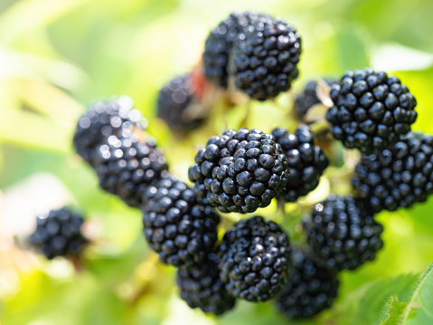 Natural fresh blackberries in a garden. Bunch of ripe blackberry fruit - Rubus fruticosus - on branch of plant with green leaves on farm. Organic farming, healthy food, BIO viands.