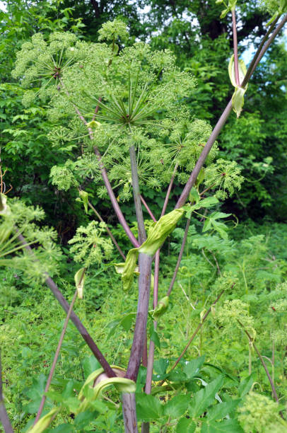 istock Angelica archangelica grows in nature 1422253033