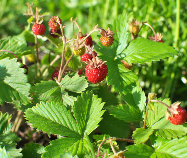istock Ripe berries of wild strawberry. 1422253102