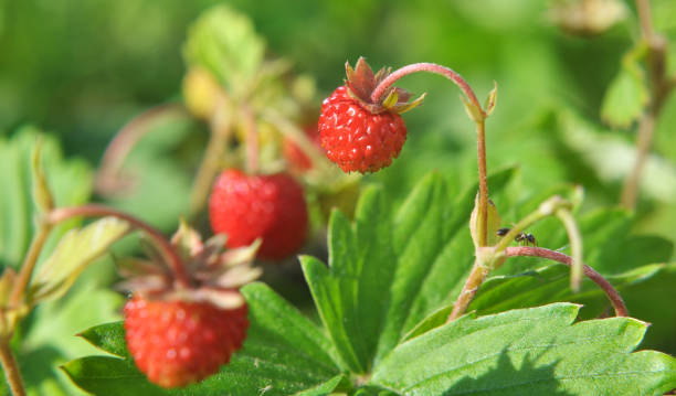 istock Ripe berries of wild strawberry. 1422253129