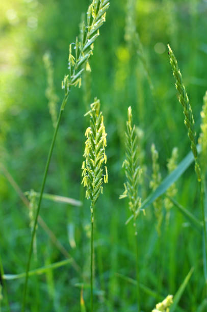 In the meadow growing cereal plant grass Elymus repens In the meadow, in the wild grows grass and weeds Elymus repens elymus stock pictures, royalty-free photos & images