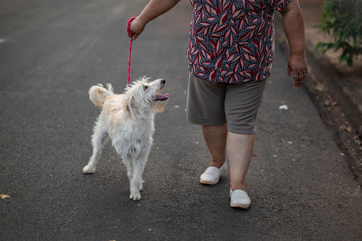 Portrait of a Latin woman taking her cute dog for a walk on the streets. The cute dog is looking at her with a happy face!