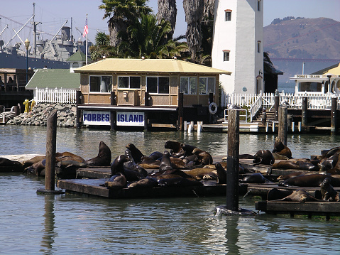 San Francisco, United States,  September 2004: Pier 33 San Francisco. Waiting for the Ferry to cross to Alcatraz watching seals basking in the sun