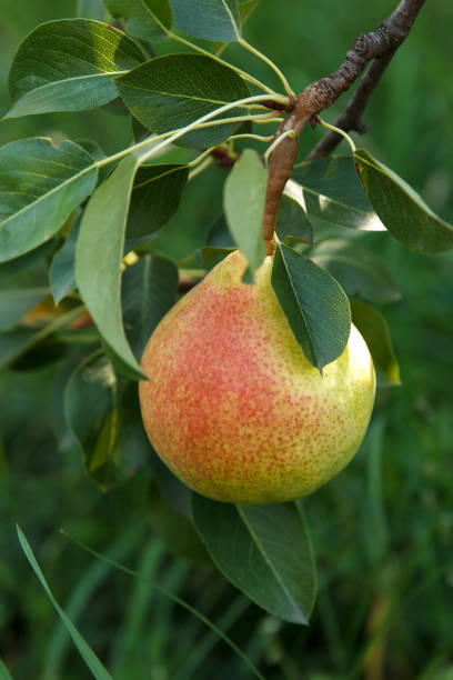 Yellow large pear has grown and matured in a tree in a beautiful orchard against a green background stock photo