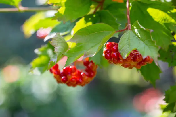 Photo of Ripe viburnum berries on a branch in a summer garden. Medicinal plants.