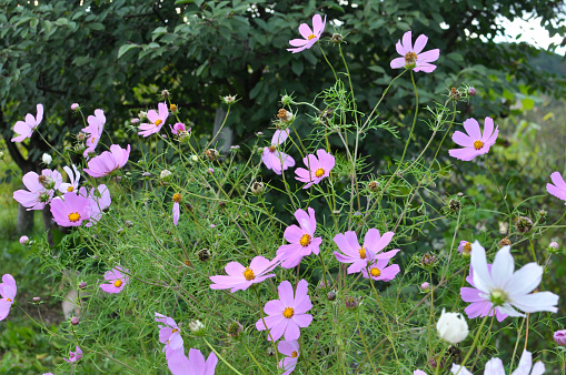 Decorative Cosmos flowers bloom in nature in the flower garden