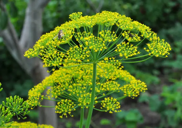 In the open ground in the garden grows dill (Anethum graveolens)