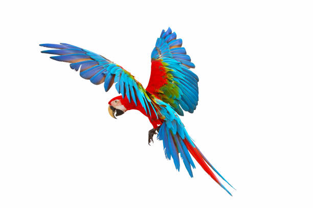 Parrot Colorful green wing macaw flying isolated on white background. green winged macaw stock pictures, royalty-free photos & images