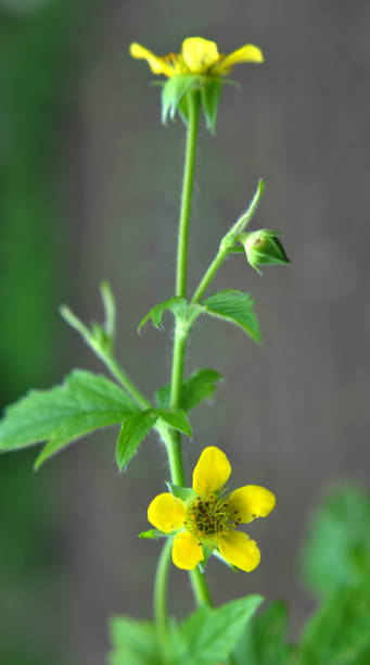 istock Geum urbanum grows in nature 1422258287