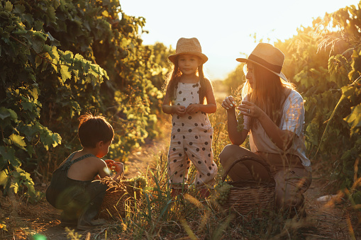 Little more and the grapes will ripen. Family in the vineyard. Mom explains to daughter and son about agriculture.