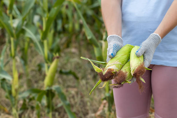 farmer in the field holding a corncob in his hands. Unpeeled corn